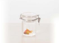Goldfish