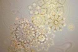 MICROCOSM